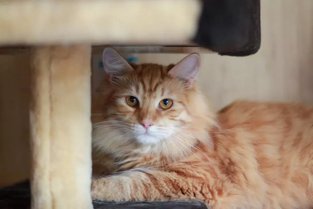 Mishko (Мишко), male 4yo Mixed Breed for adoption at Happy Paw Kyiv