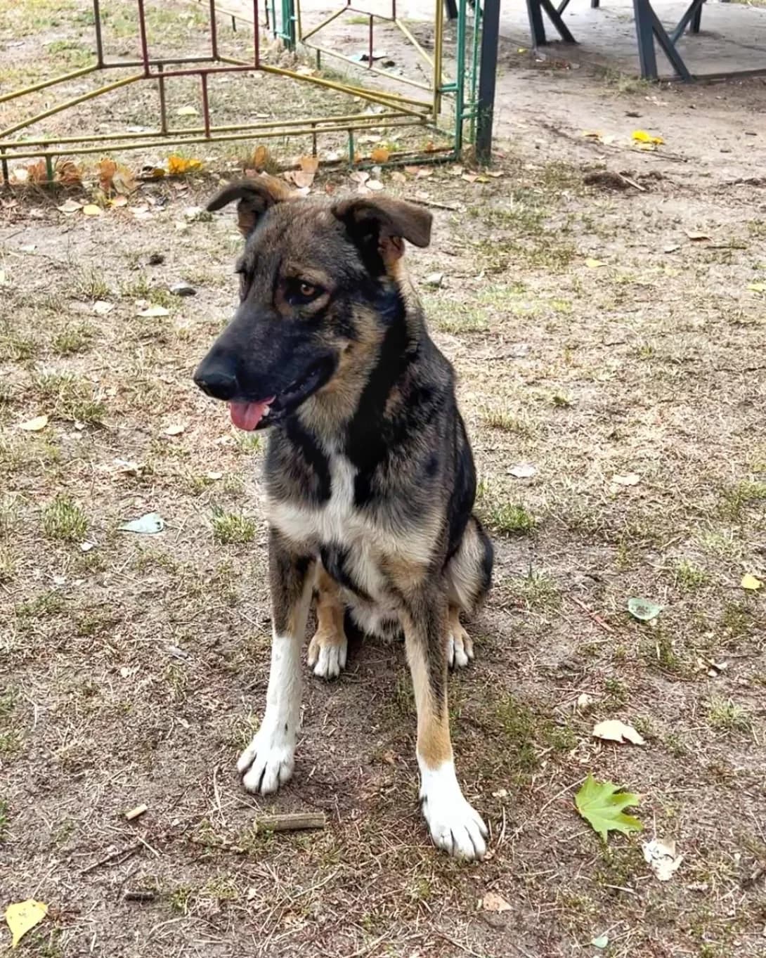 Nash Drug (Наш Друг), male 5yo Mixed Breed for adoption at Happy Paw Kyiv