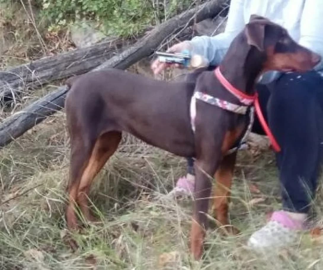 Mari (Марі), female 3yo Mixed Breed for adoption at Happy Paw Khmelnytskyi Oblast