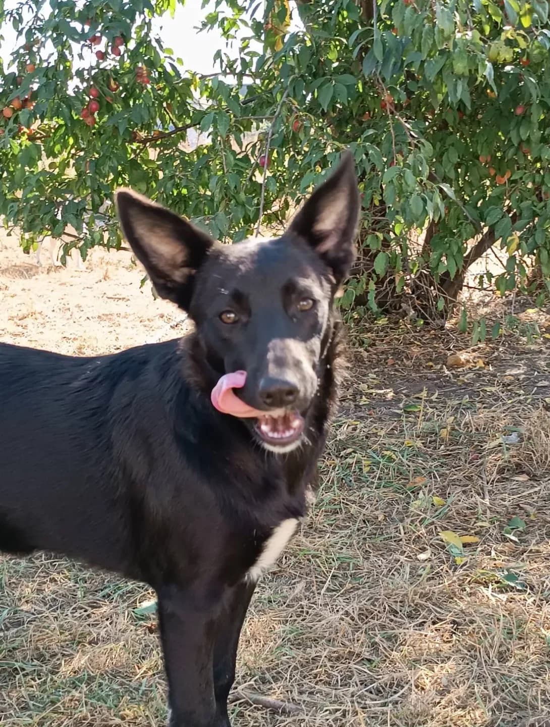 Zhulya (Жуля), female 3yo Mixed Breed for adoption at Happy Paw Kyiv