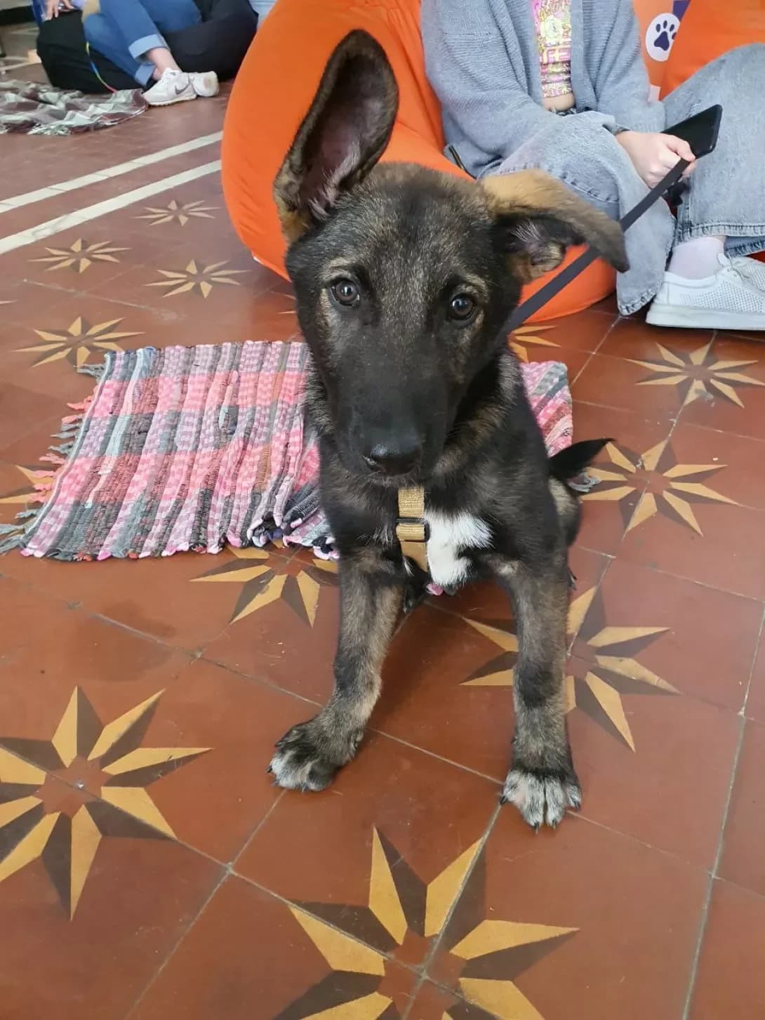 Tor (Тор), Mixed Breed (Happy Paw Kyiv Oblast)