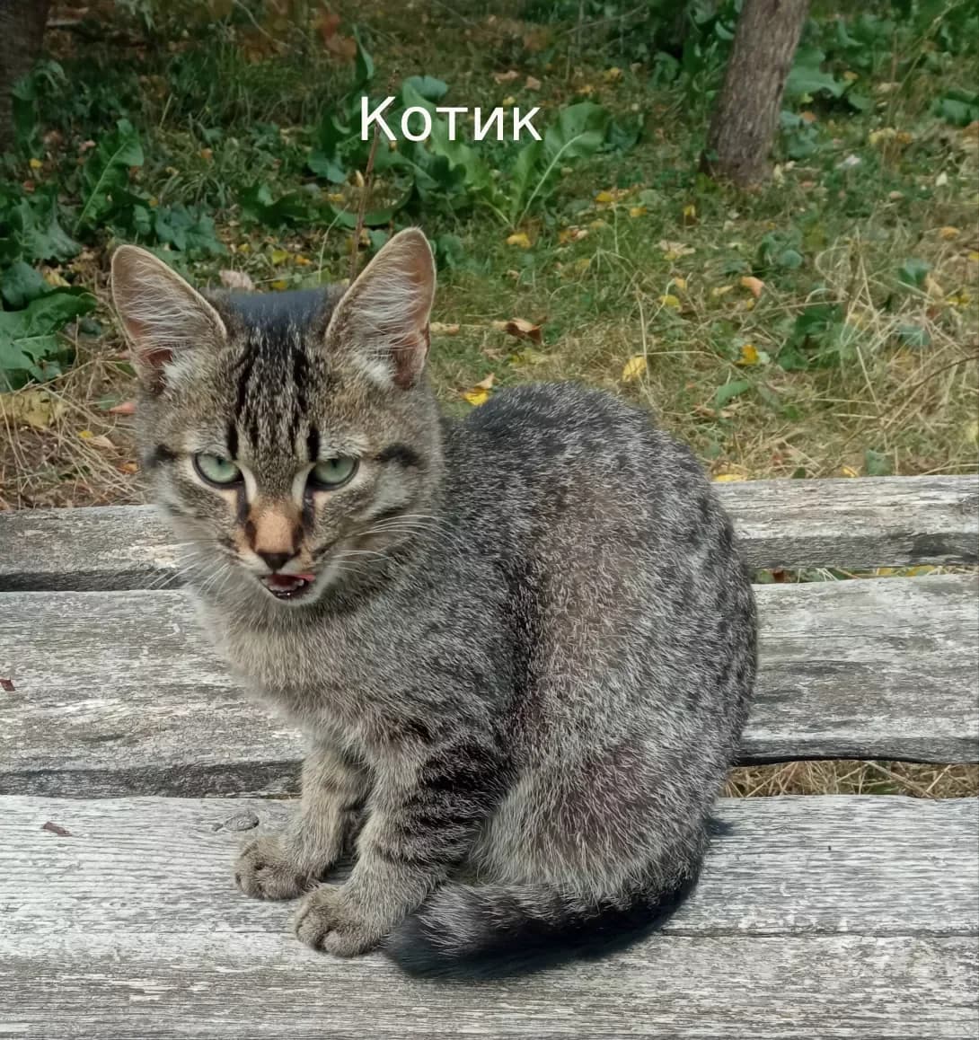 Nemaye (Немає), male young Mixed Breed for adoption at Happy Paw Vinnytsia Oblast