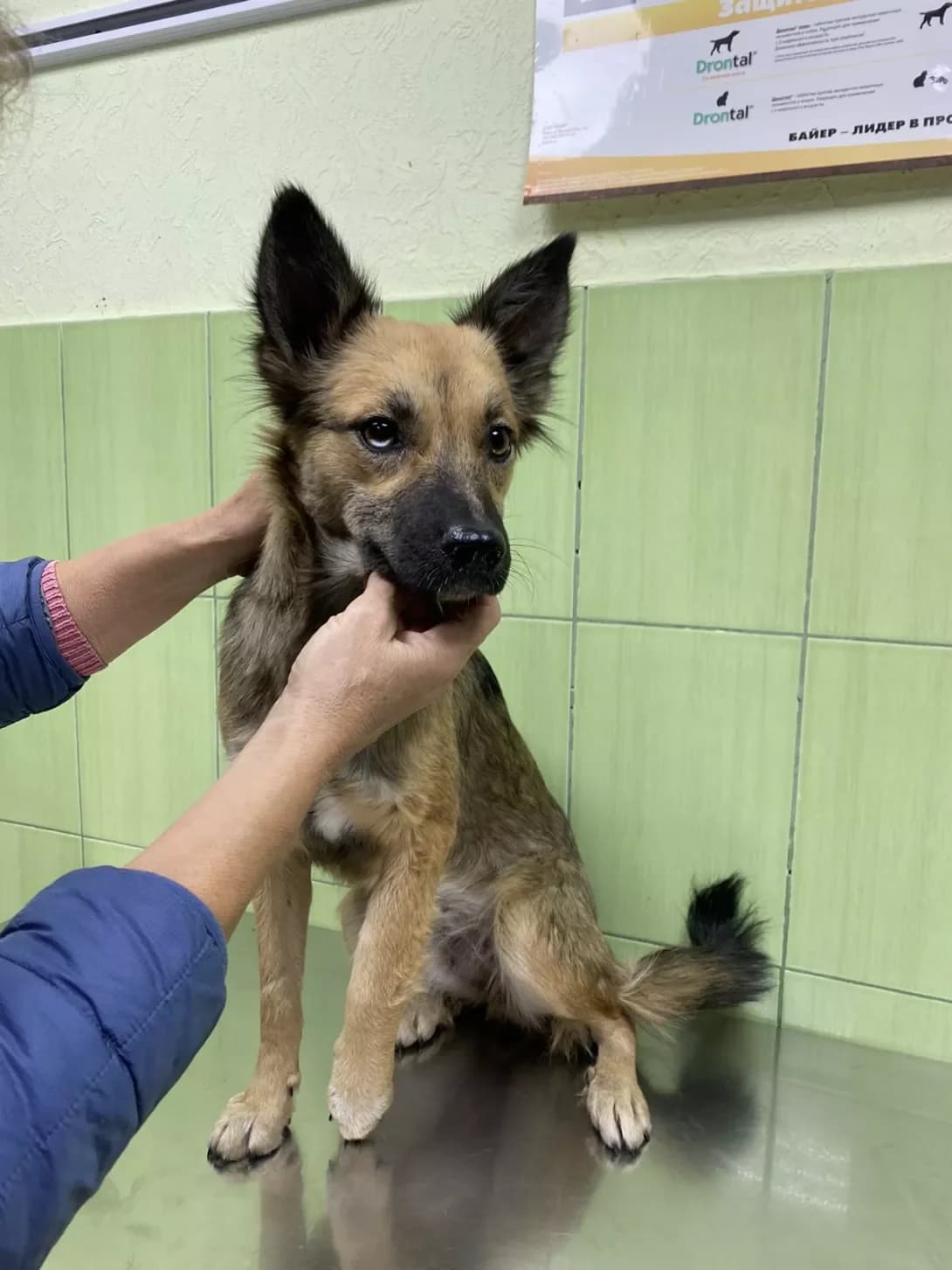 Motya (Мотя), female 3yo Mixed Breed for adoption at Happy Paw Zaporizhzhia