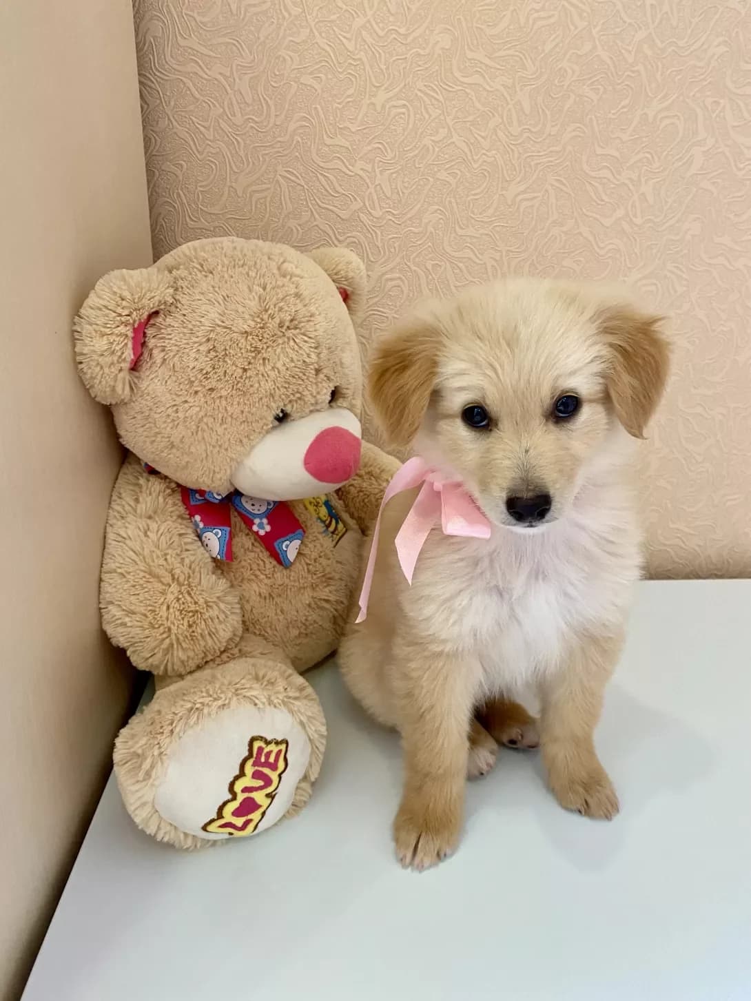 Printseska (Принцеска), Mixed Breed (Happy Paw Dnipro)