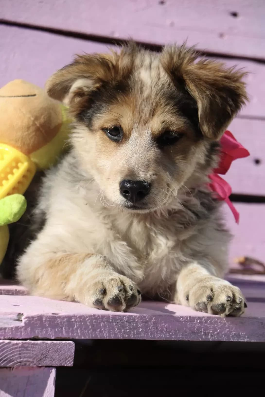 Bulochka (Булочка), female young Mixed Breed for adoption at Happy Paw Kyiv