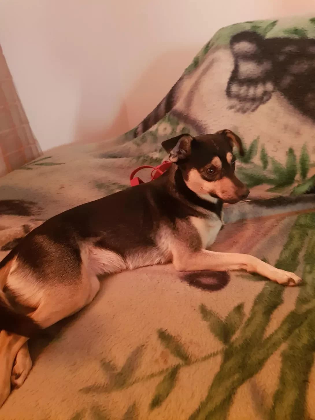Dolli (Доллі), female 6yo Mixed Breed for adoption at Happy Paw Zaporizhzhia