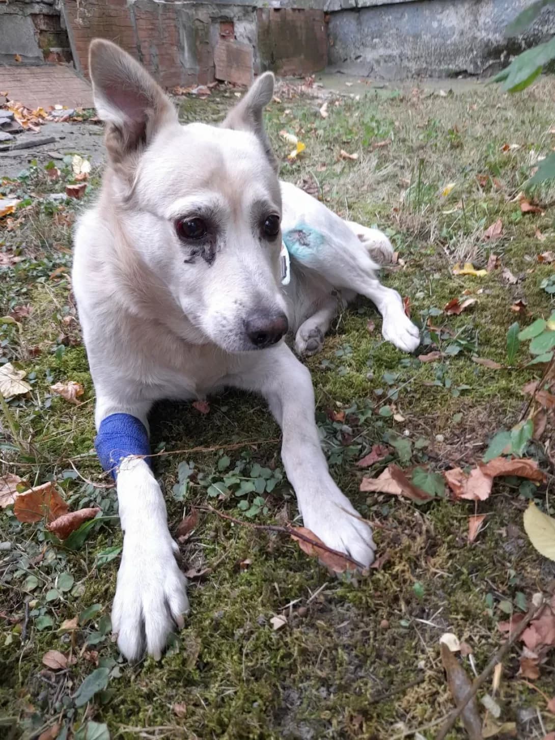 Belyash (Беляш), male 5yo Mixed Breed for adoption at Happy Paw Kyiv