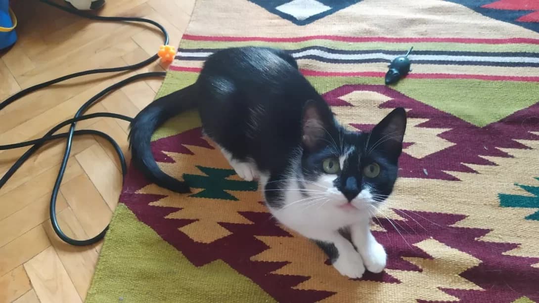 Marusya (Маруся), female senior Mixed Breed for adoption at Happy Paw Kyiv