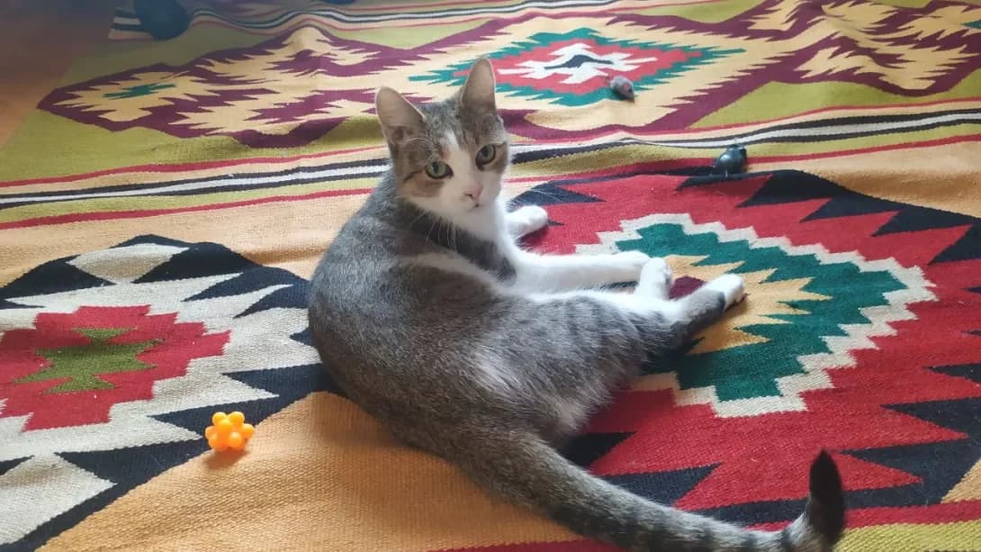 Nyusha (Нюша), female senior Mixed Breed for adoption at Happy Paw Kyiv