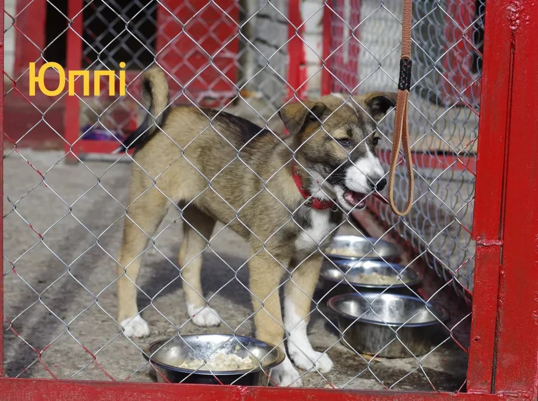 Yuppi (Юппі), female young Mixed Breed for adoption at Happy Paw Kyiv