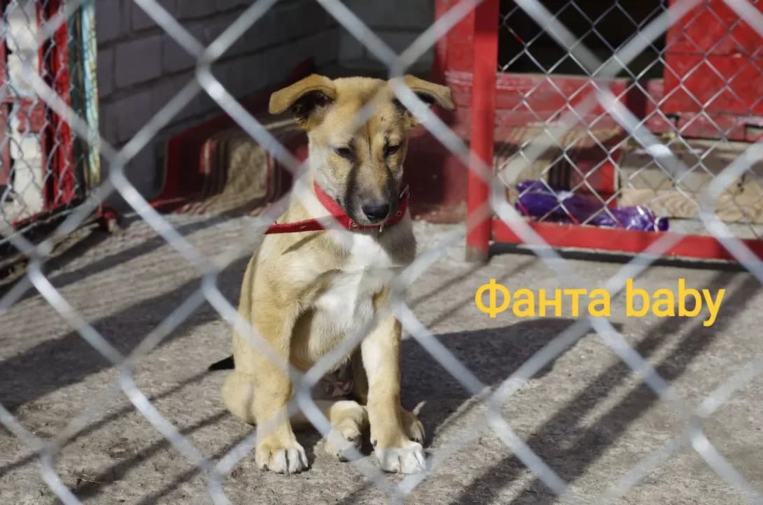Fanta (Фанта), female young Mixed Breed for adoption at Happy Paw Kyiv
