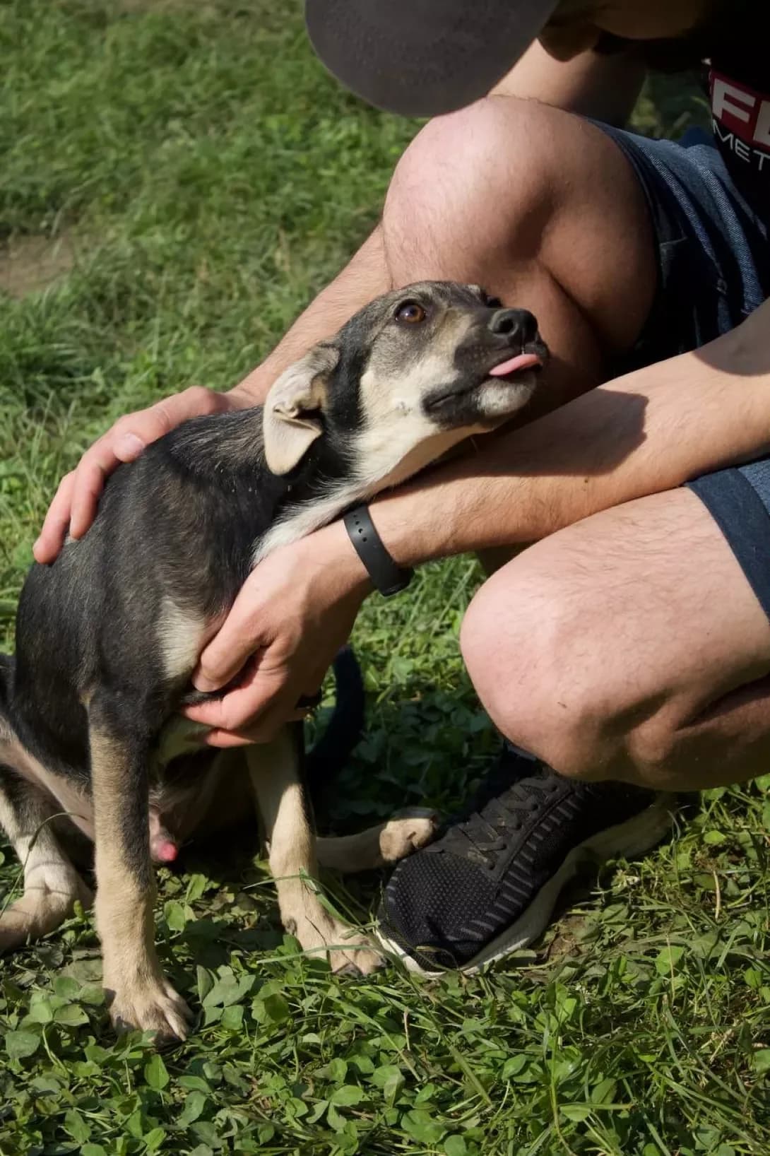 Richi (Річі), male 3yo Mixed Breed for adoption at Happy Paw Ivano-Frankivsk Oblast