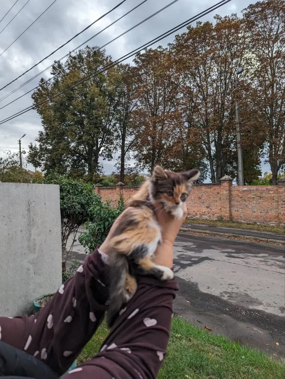 Dzhesika (Джесіка), female young Mixed Breed for adoption at Happy Paw Lviv