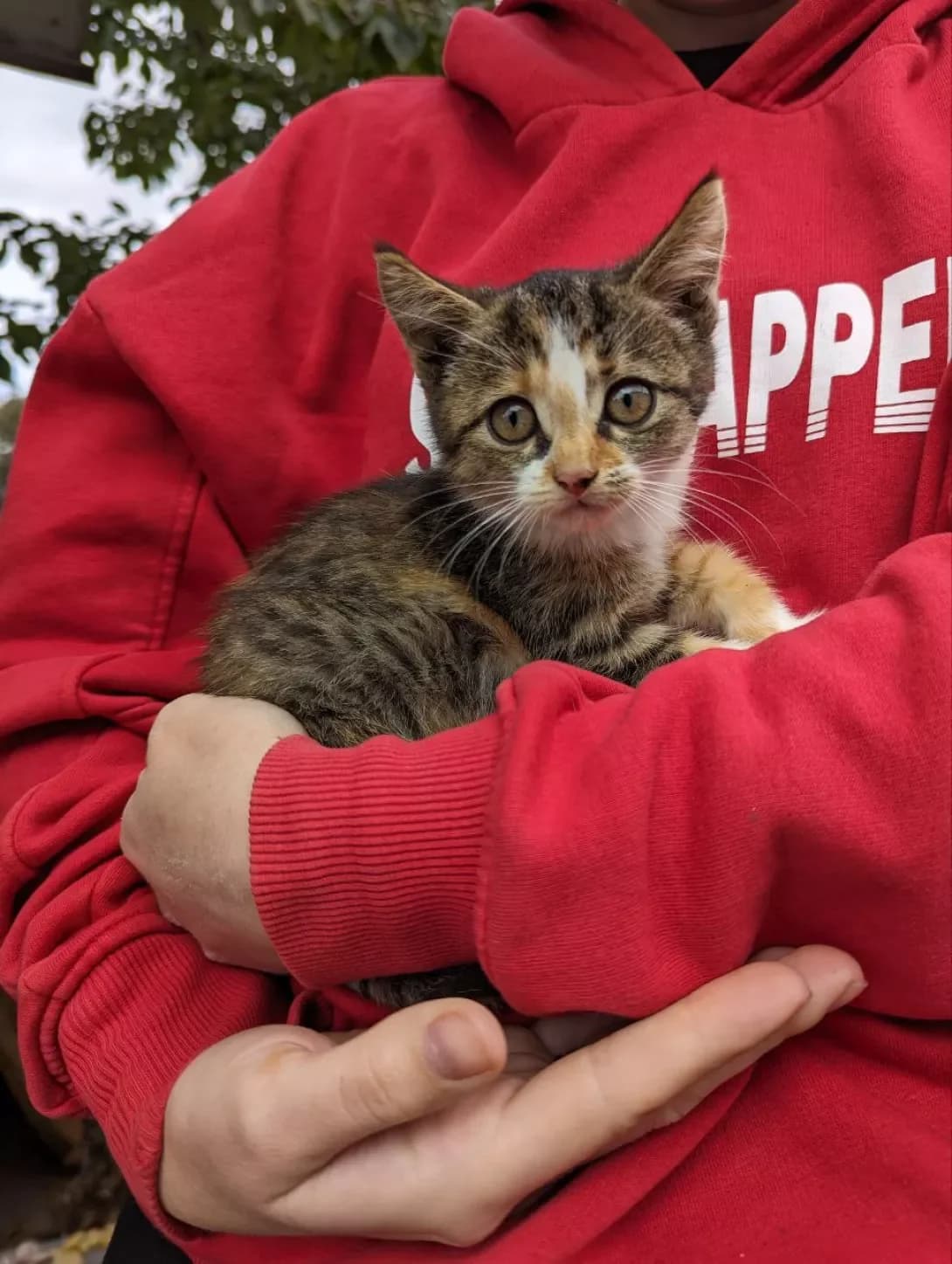 Tifani (Тіфані), female young Mixed Breed for adoption at Happy Paw Lviv
