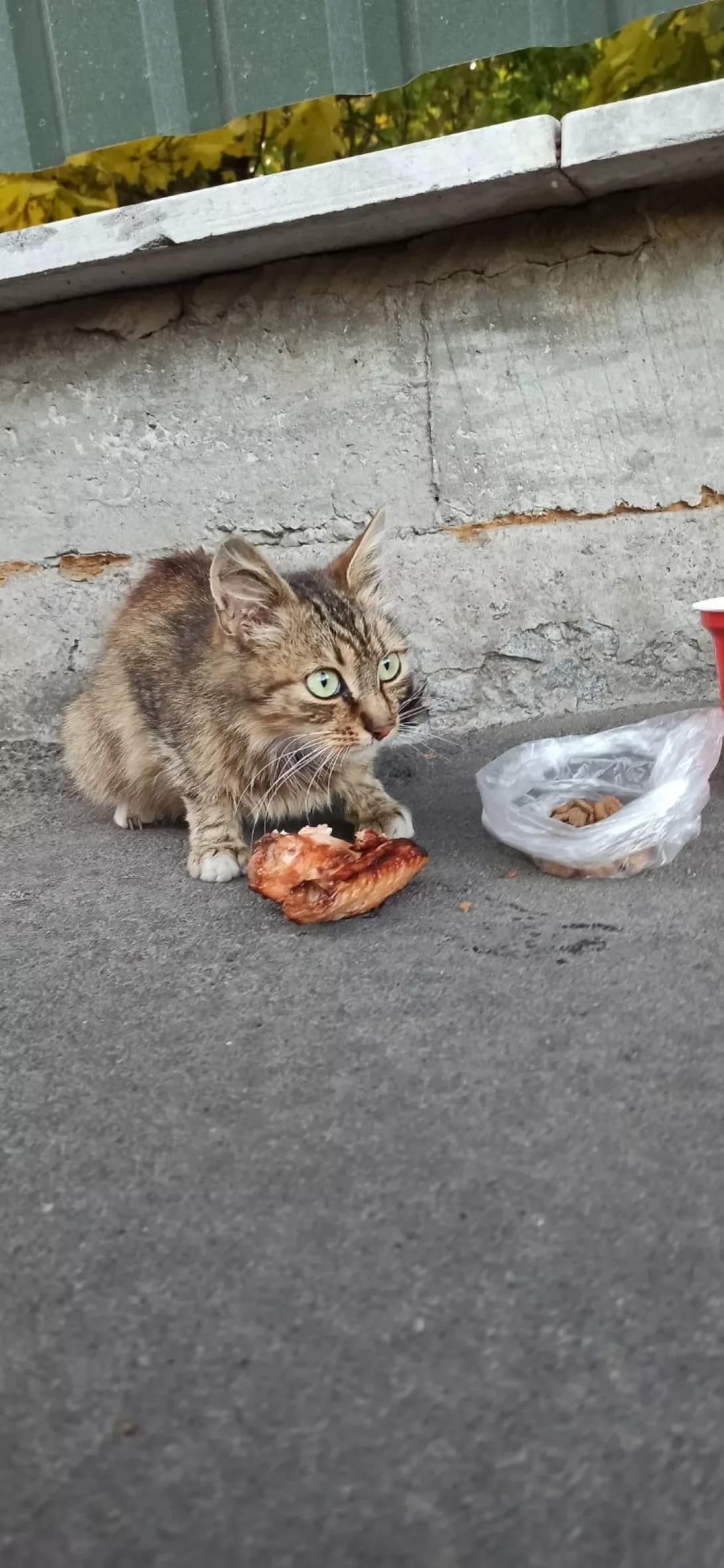 Kit (Кіт), male young Mixed Breed for adoption at Happy Paw Vinnytsia Oblast