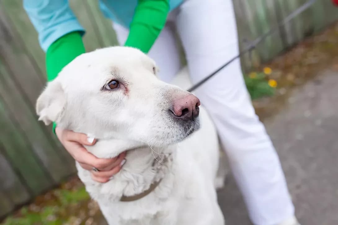 Uma (Ума), female 5yo Mixed Breed for adoption at Happy Paw Kyiv