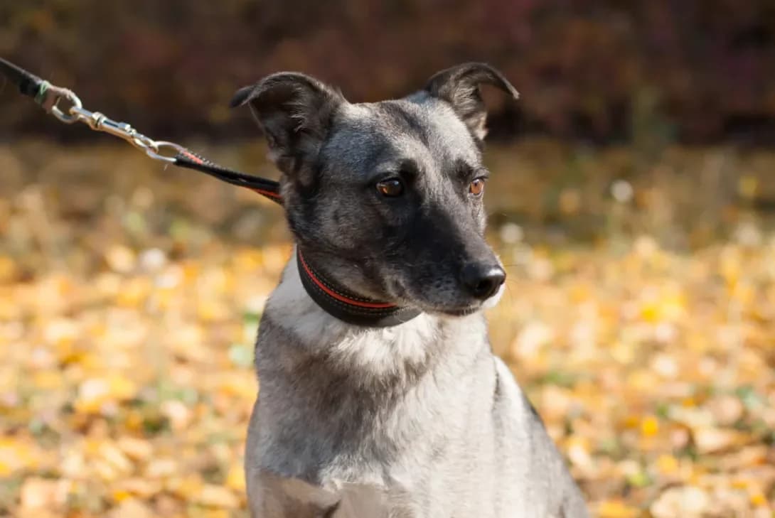 Lloyd (Ллойд), male senior Mixed Breed for adoption at Happy Paw Kyiv Oblast