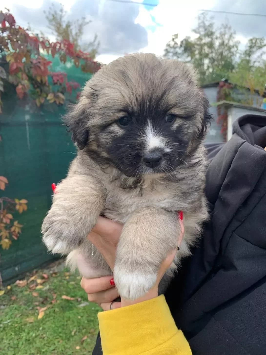 Tsutsenyata (Цуценята), male young Mixed Breed for adoption at Happy Paw Kyiv