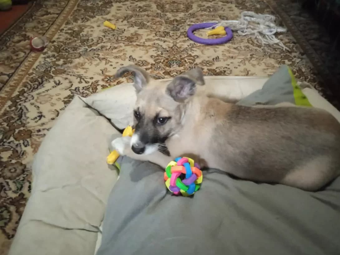 Maliy (Малий), male young Mixed Breed for adoption at Happy Paw Donetsk Oblast