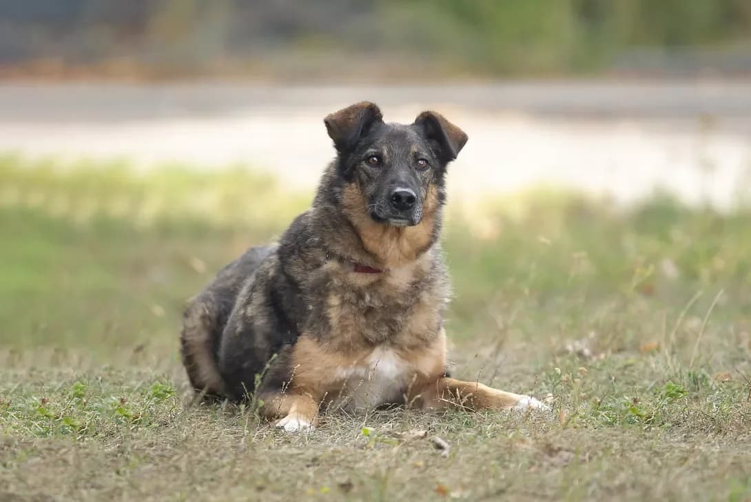Luis (Луіс), Mixed Breed (Happy Paw Kyiv Oblast)