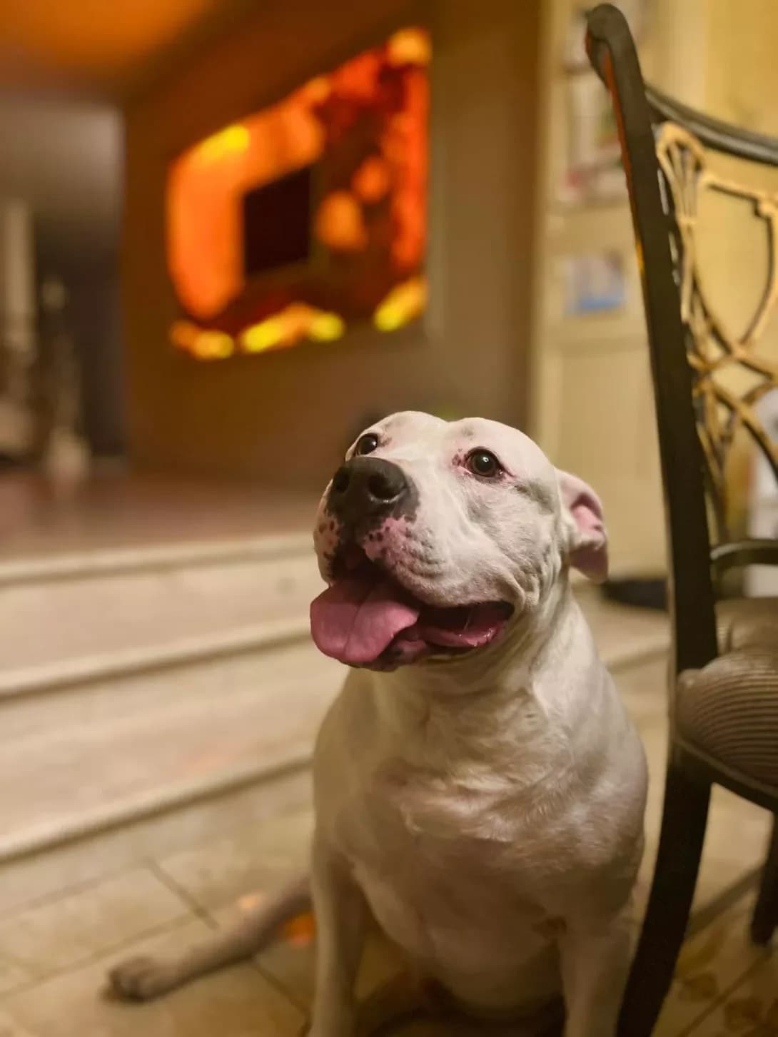 Archi (Арчи), male senior Mixed Breed for adoption at Happy Paw Kyiv
