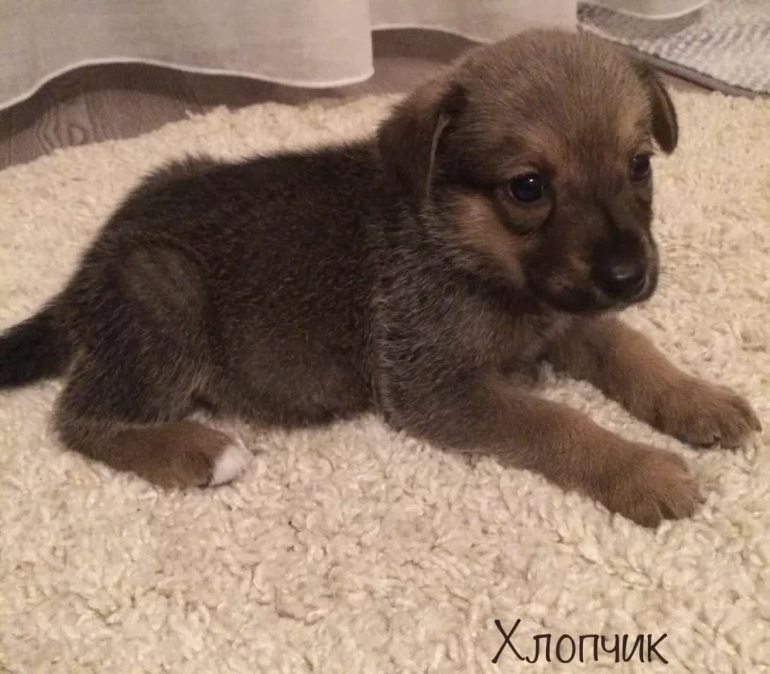 Brauni (Брауні), male young Mixed Breed for adoption at Happy Paw Kyiv