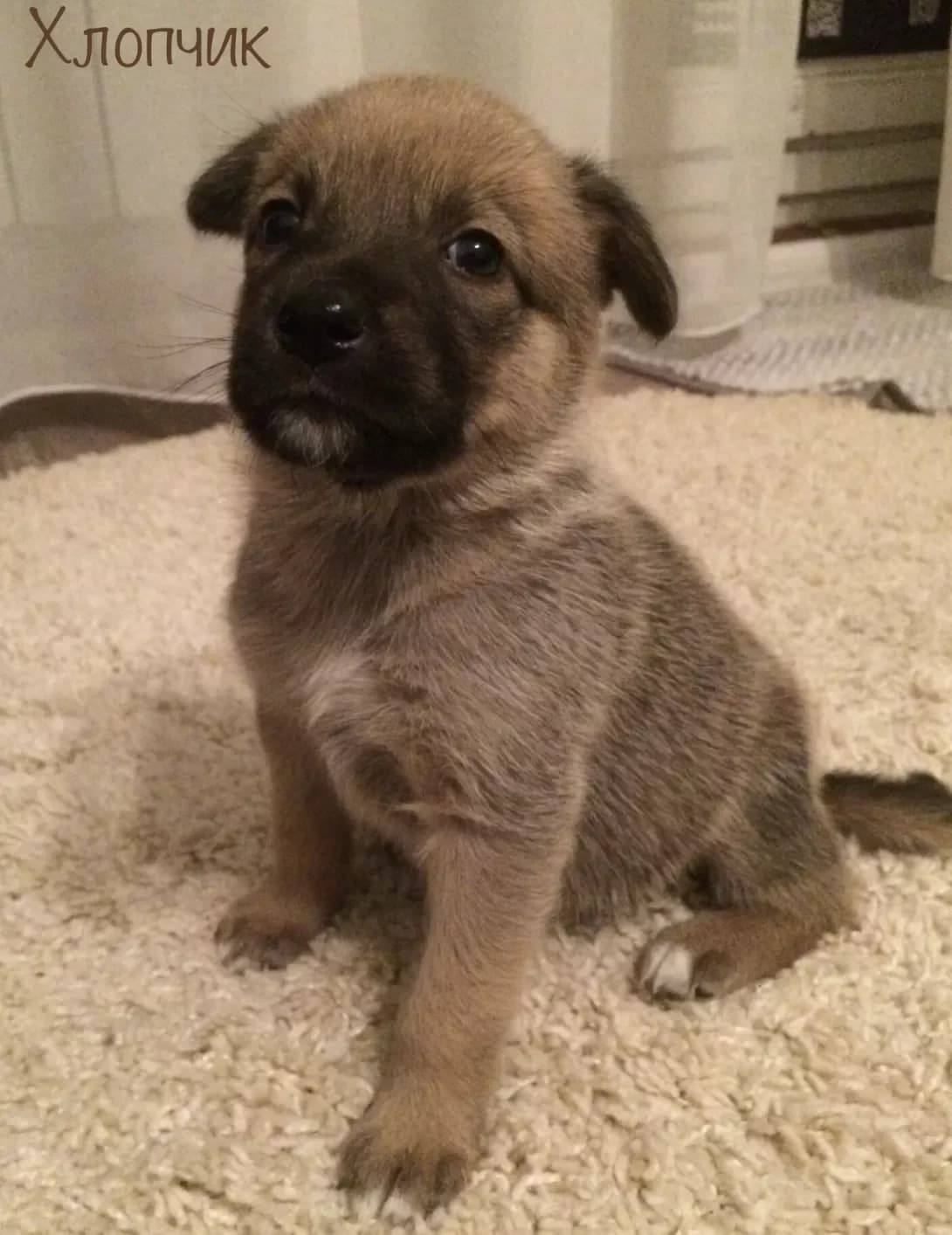 Bossi (Боссі), male young Mixed Breed for adoption at Happy Paw Kyiv