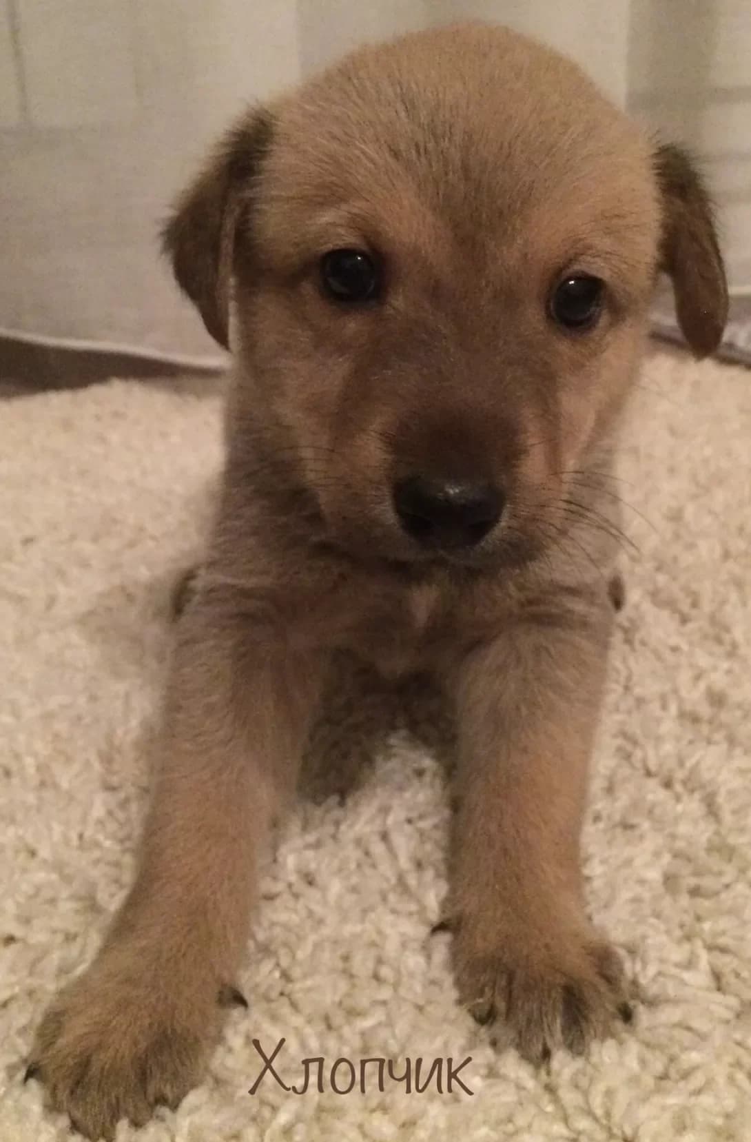Nays (Найс), male young Mixed Breed for adoption at Happy Paw Kyiv