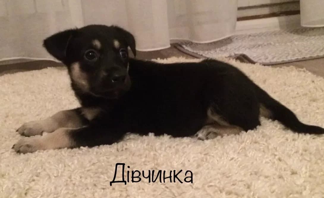 Ami (Амі), female young Mixed Breed for adoption at Happy Paw Kyiv