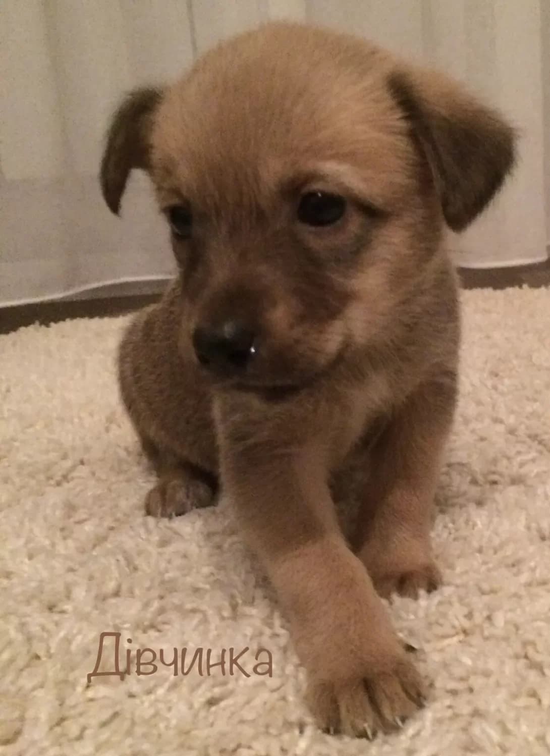 Lira (Ліра), female young Mixed Breed for adoption at Happy Paw Kyiv