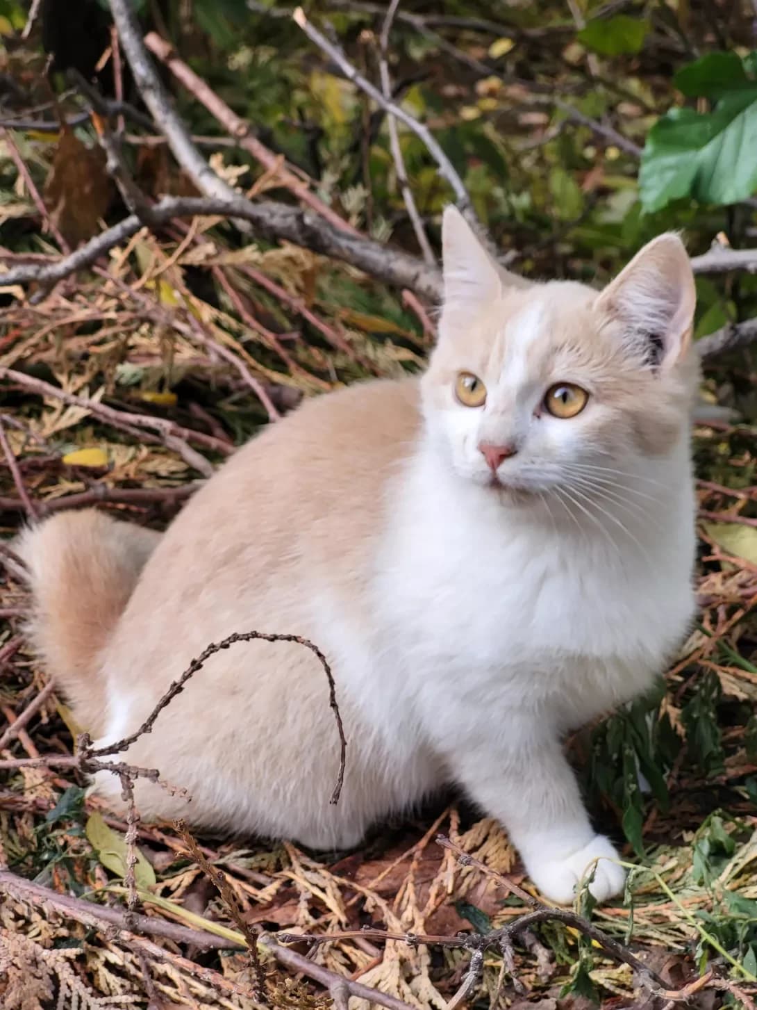 Spidi (Спіді), female young Mixed Breed for adoption at Happy Paw Kyiv