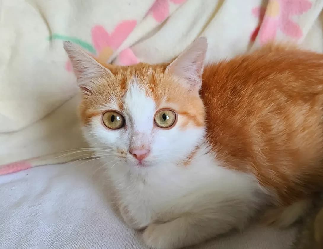 Bantik (Бантик), male young Mixed Breed for adoption at Happy Paw Kyiv