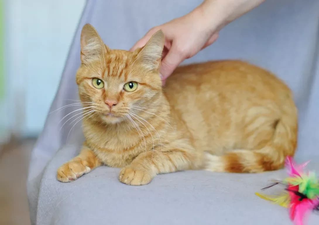 Dina (Дина), female 3yo Mixed Breed for adoption at Happy Paw Kyiv