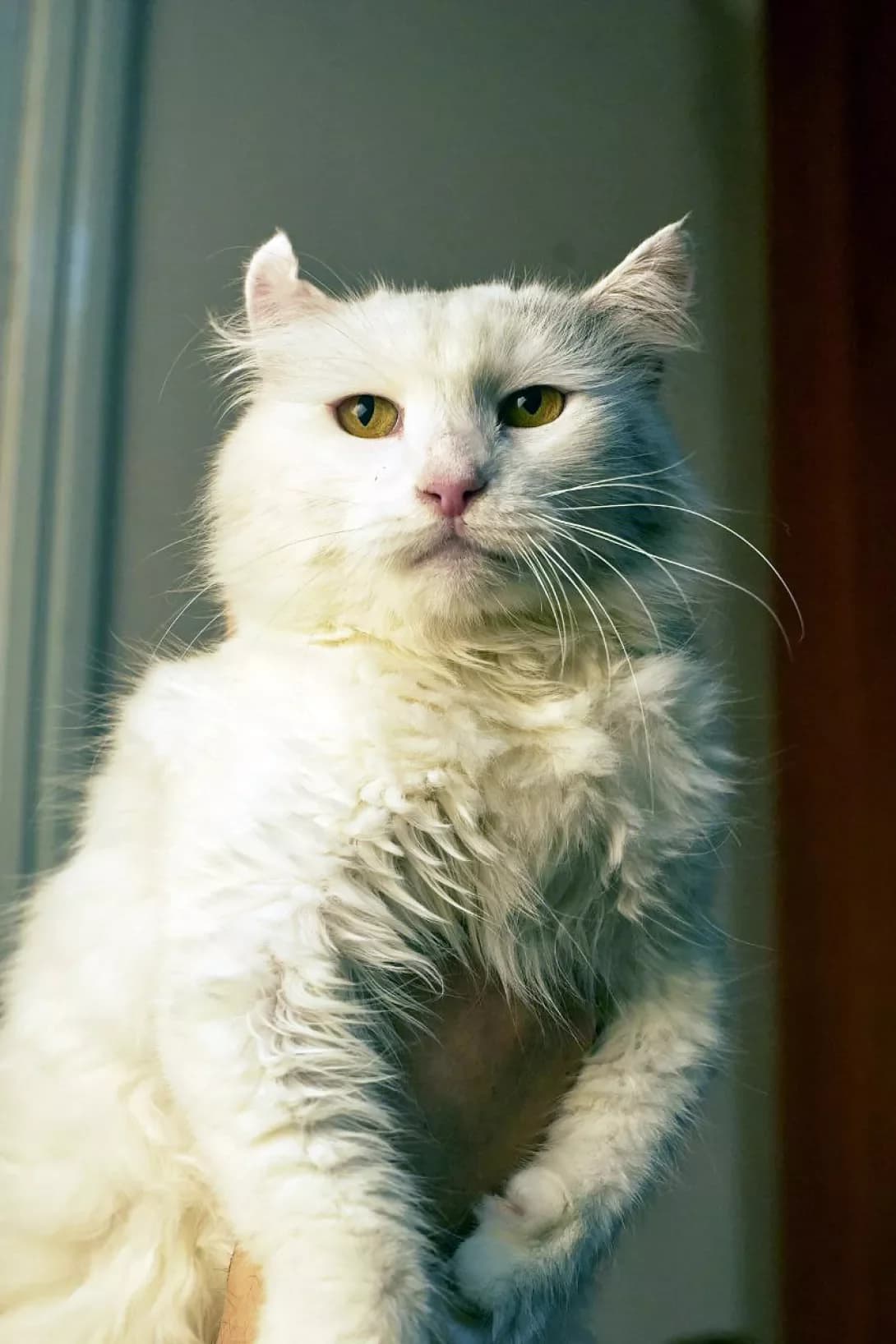 Zefirka (Зефирка), female 6yo Mixed Breed for adoption at Happy Paw Kyiv