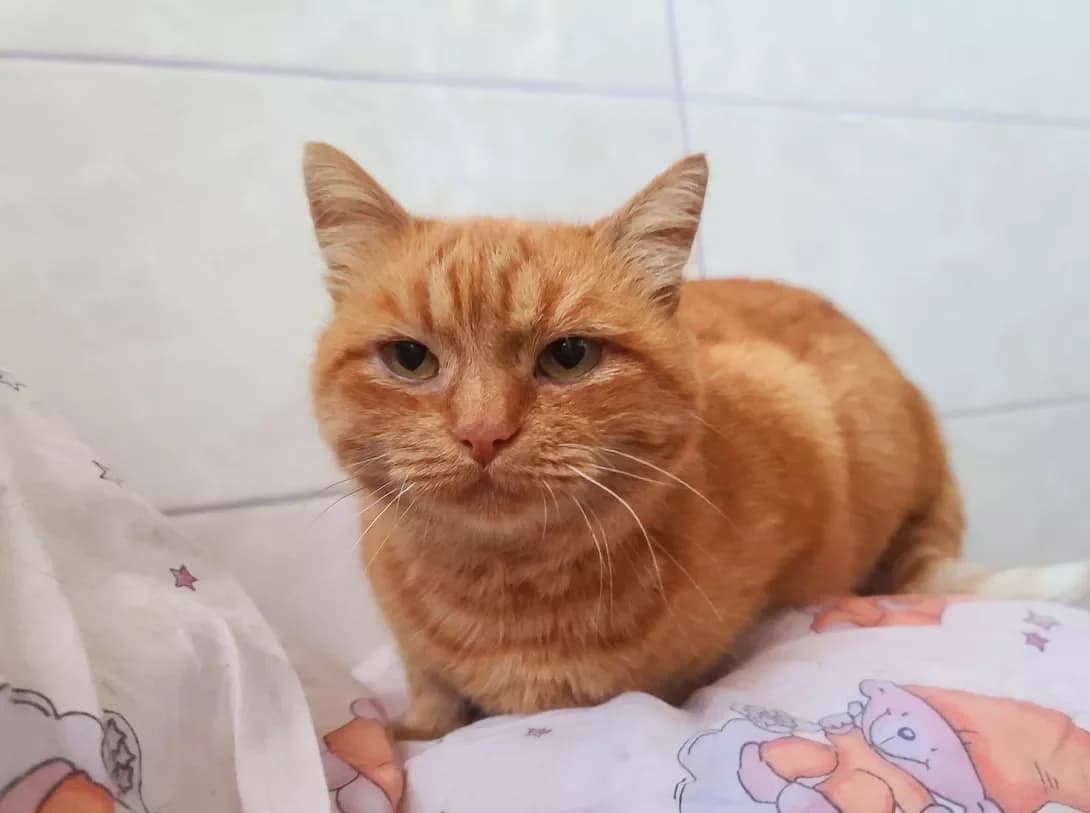 Nastya (Настя), female 3yo Mixed Breed for adoption at Happy Paw Kyiv