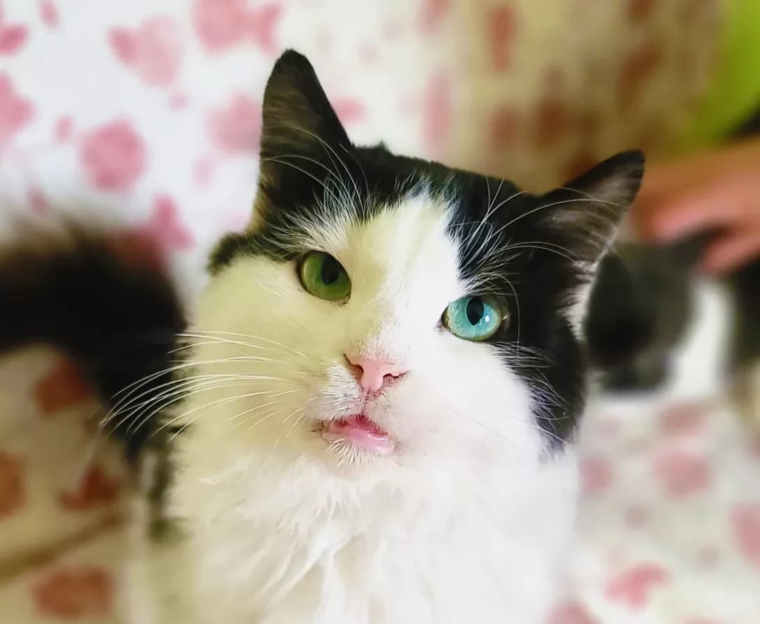 Portos (Портос), male 7yo Mixed Breed for adoption at Happy Paw Kyiv