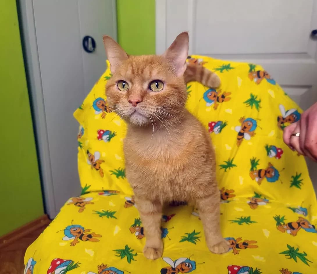 Tina (Тина), female 3yo Mixed Breed for adoption at Happy Paw Kyiv