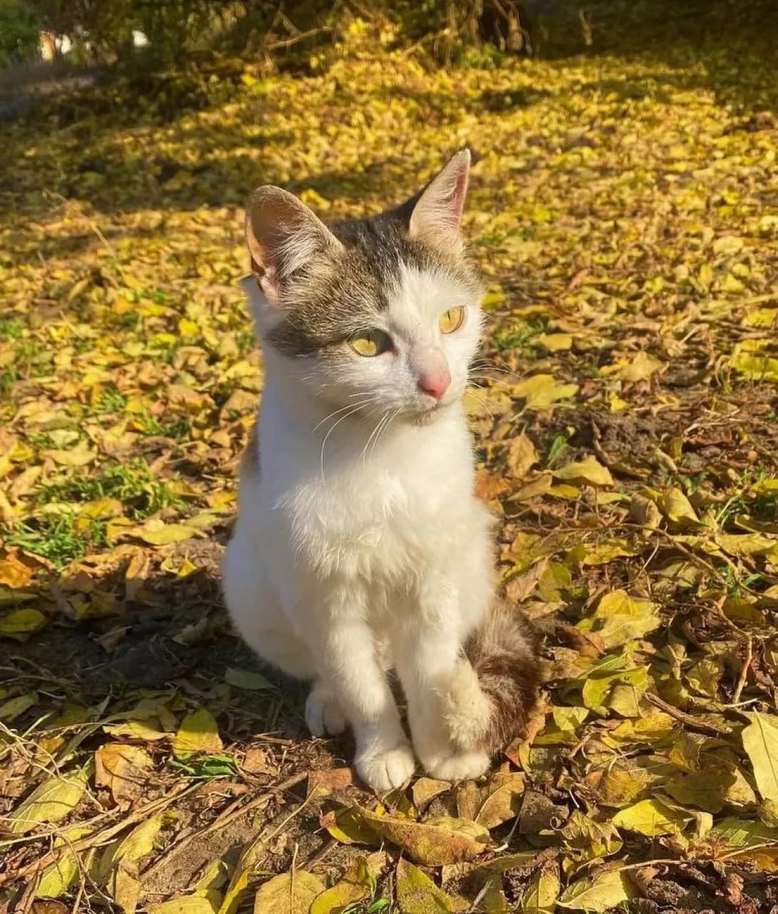 Sara (Сара), female 4yo Mixed Breed for adoption at Happy Paw Kharkiv