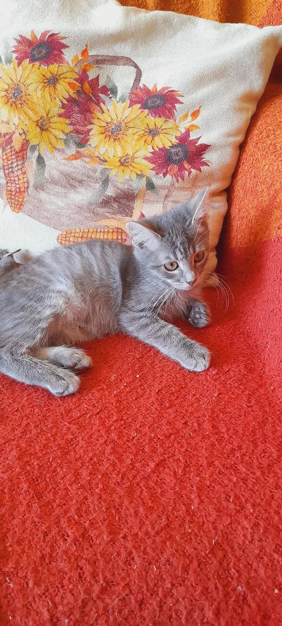 Ronald (Рональд), male young Mixed Breed for adoption at Happy Paw Kyiv