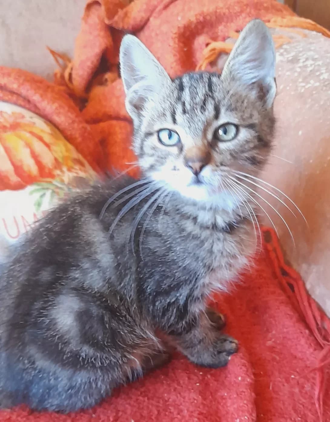 Shprotik (Шпротик), male young Mixed Breed for adoption at Happy Paw Kyiv