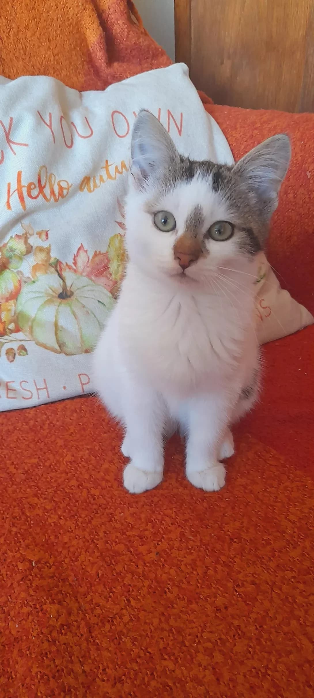 Mar'yana (Мар'яна), female young Mixed Breed for adoption at Happy Paw Kyiv