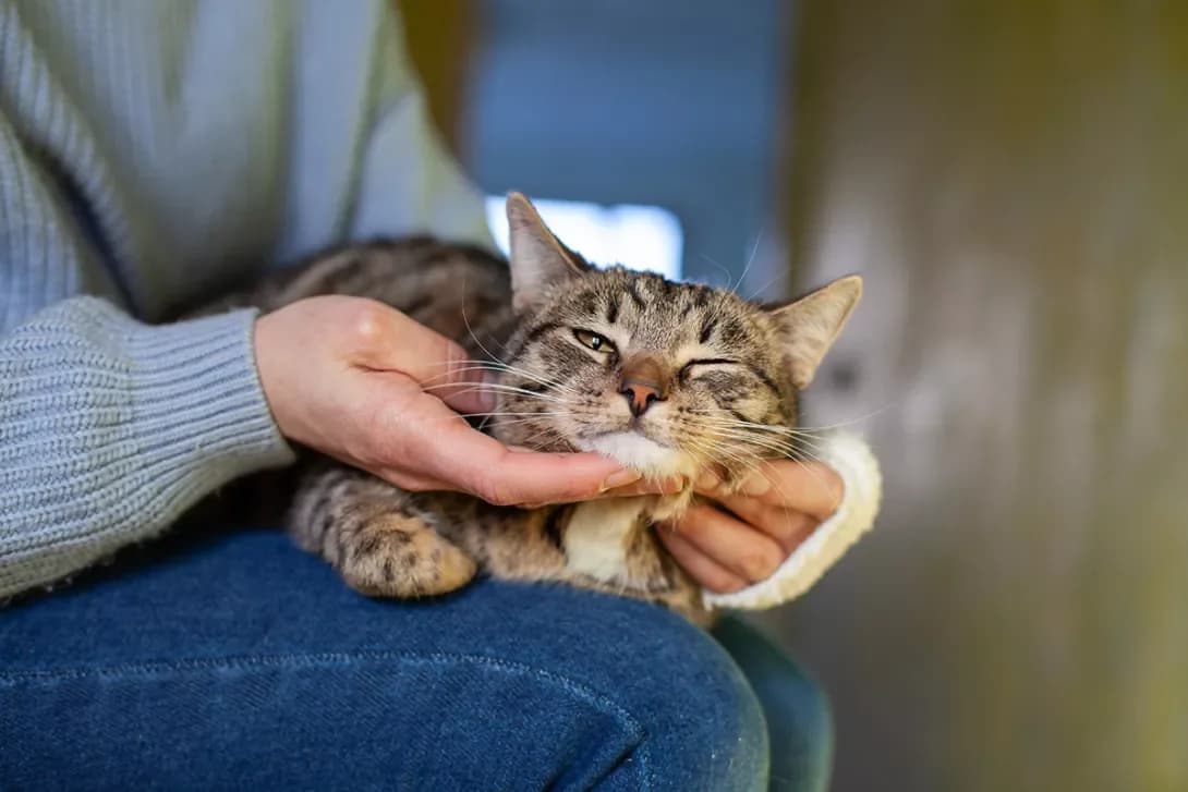 Kitti (Кітті), female 4yo Mixed Breed for adoption at Happy Paw Kyiv
