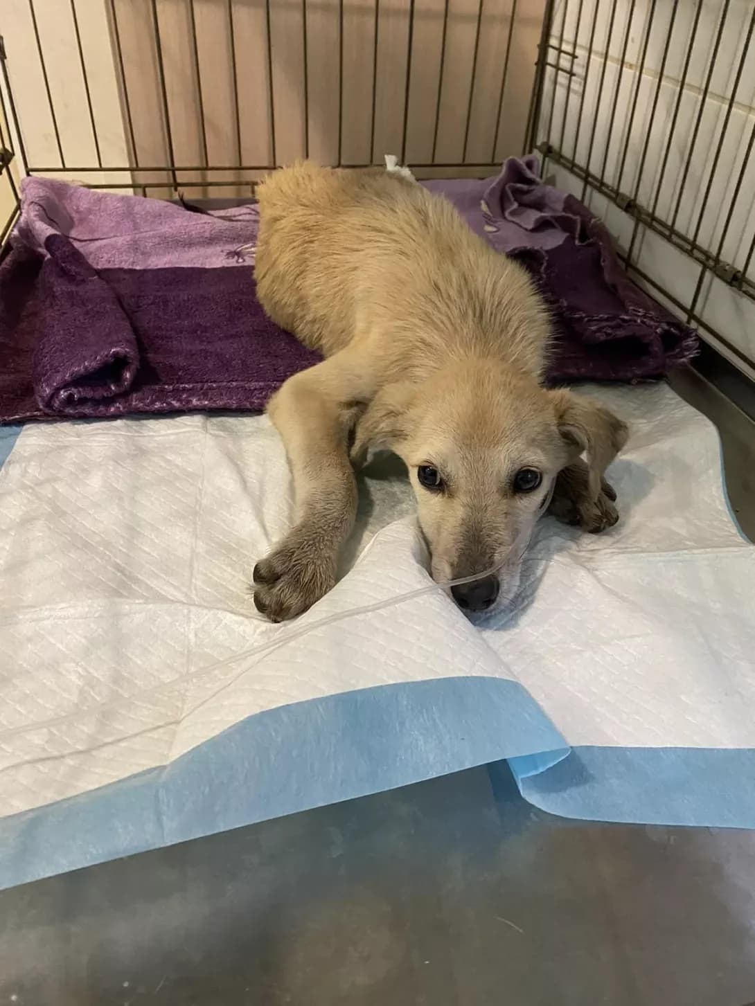 Marusya (Маруся), Mixed Breed (Happy Paw Dnipro)