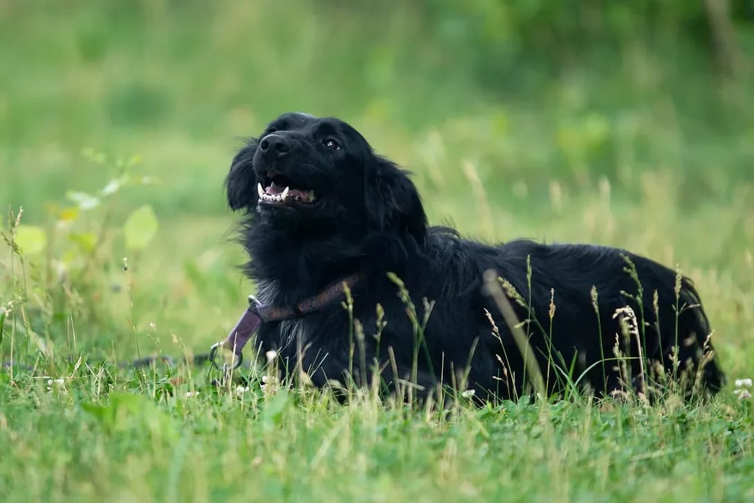 Vlasta (Власта), Mixed Breed (Happy Paw Kyiv Oblast)