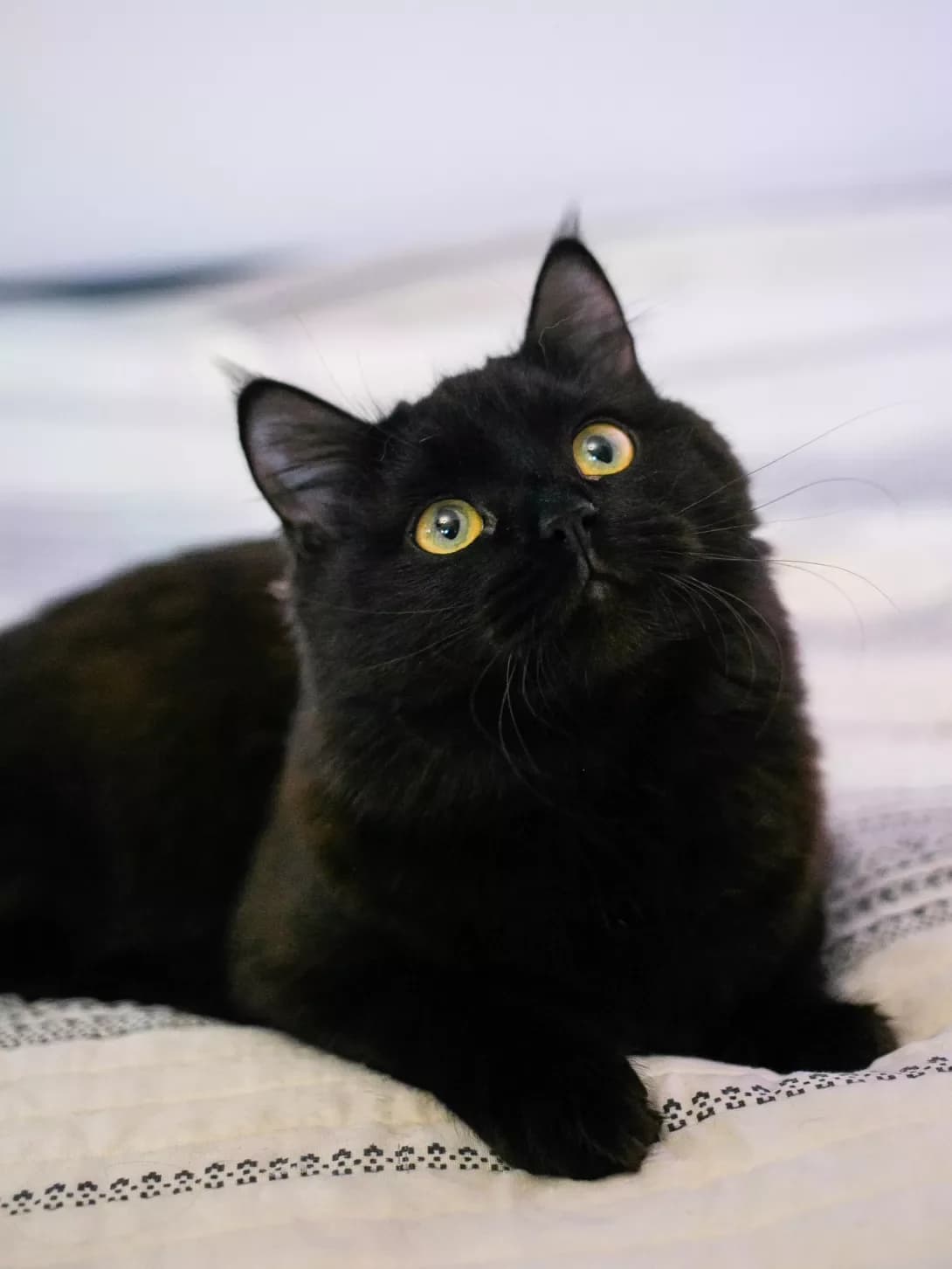 Sibil (Сибіл), Mixed Breed (Happy Paw Kyiv)