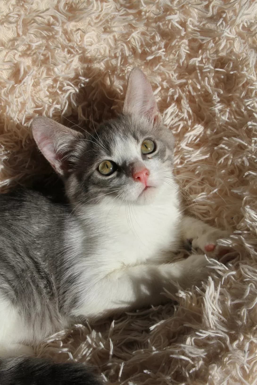 Silver (Сільвер), male young Mixed Breed for adoption at Happy Paw Kyiv