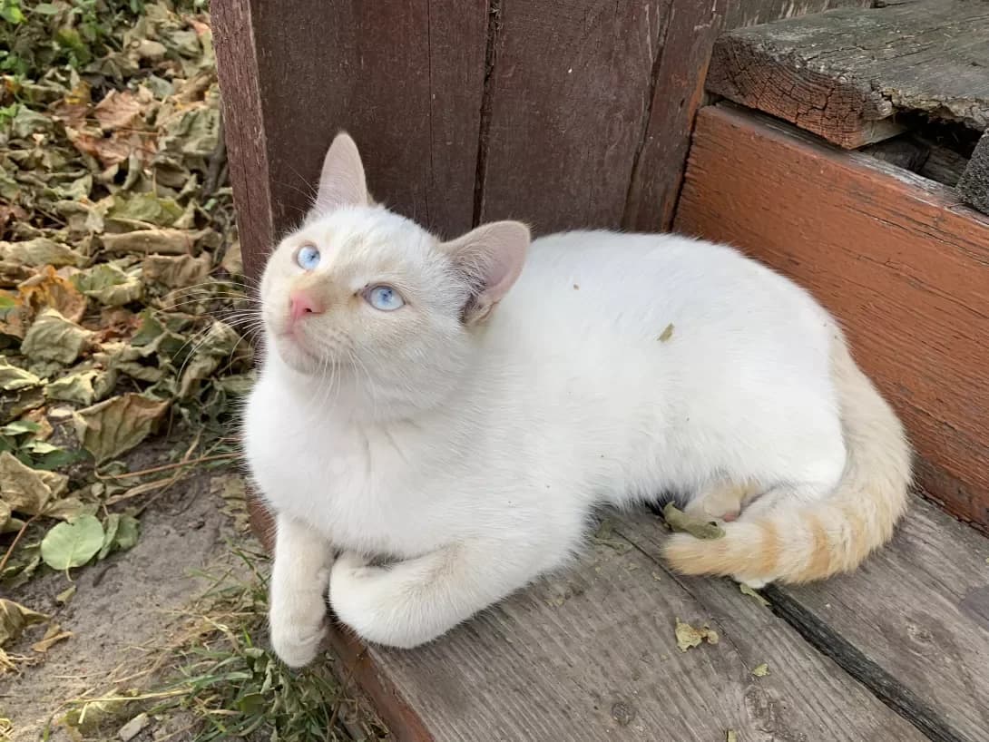Bilyashik (Біляшик), male young Mixed Breed for adoption at Happy Paw Zhytomyr Oblast