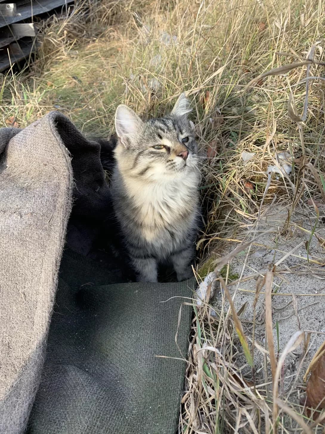 Palosanto (Палосанто), male young Mixed Breed for adoption at Happy Paw Zhytomyr Oblast
