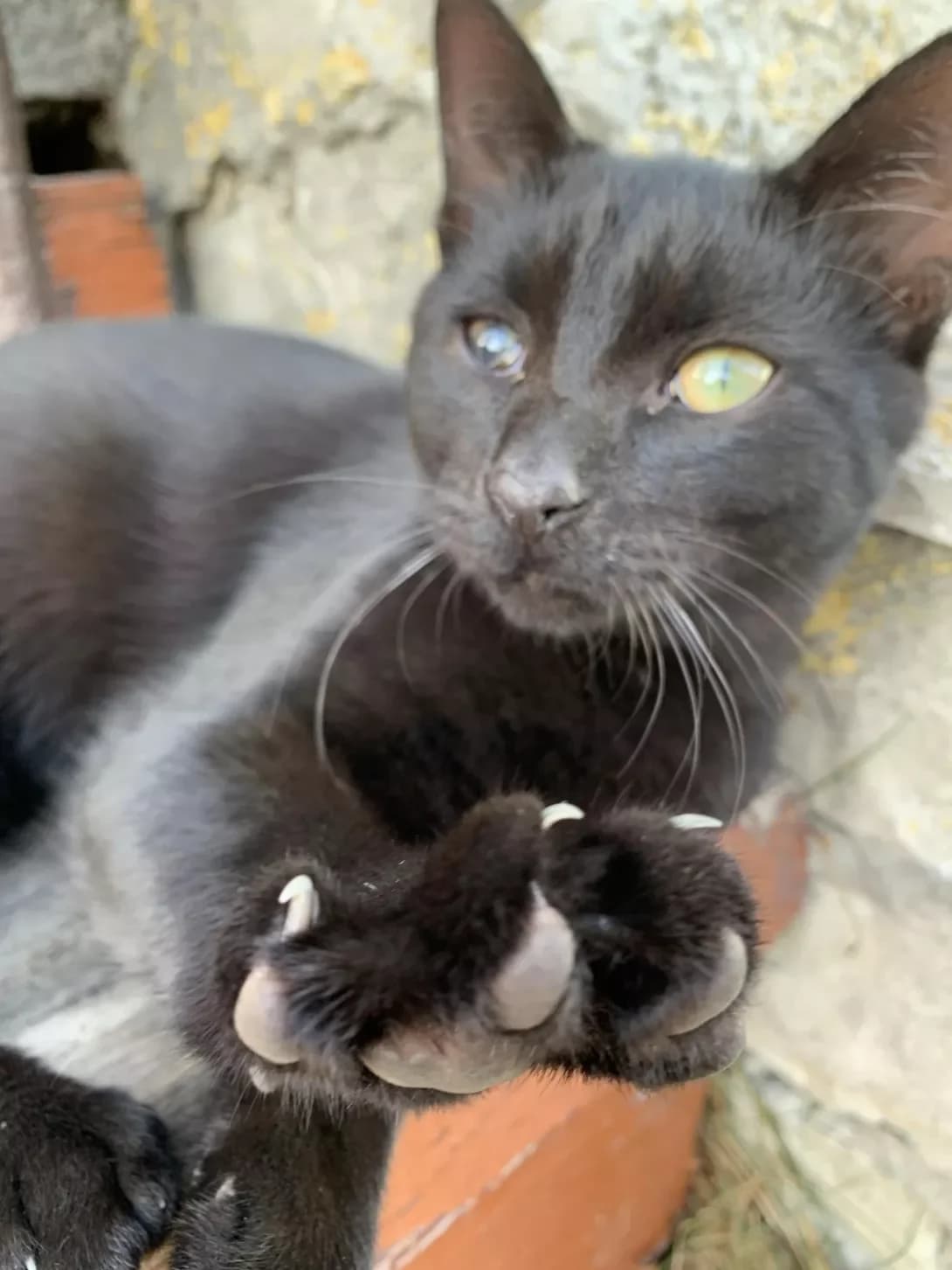 Chornus (Чорнусь), male young Mixed Breed for adoption at Happy Paw Zhytomyr Oblast