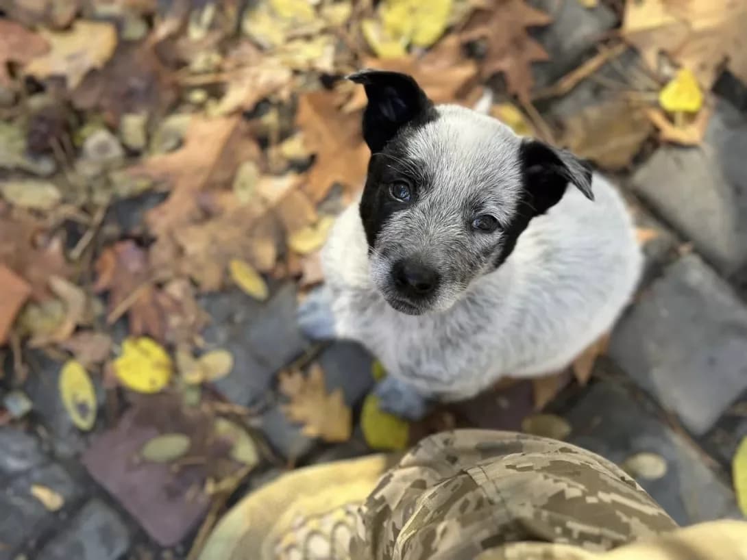 Malenki tsutsenyata 1,5 misyatsi (Маленькі цуценята 1,5 місяці), female young Mixed Breed for adoption at Happy Paw Kyiv